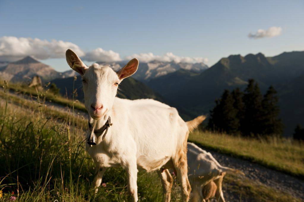 Ziege in den schweizer Bergen in Gstaad