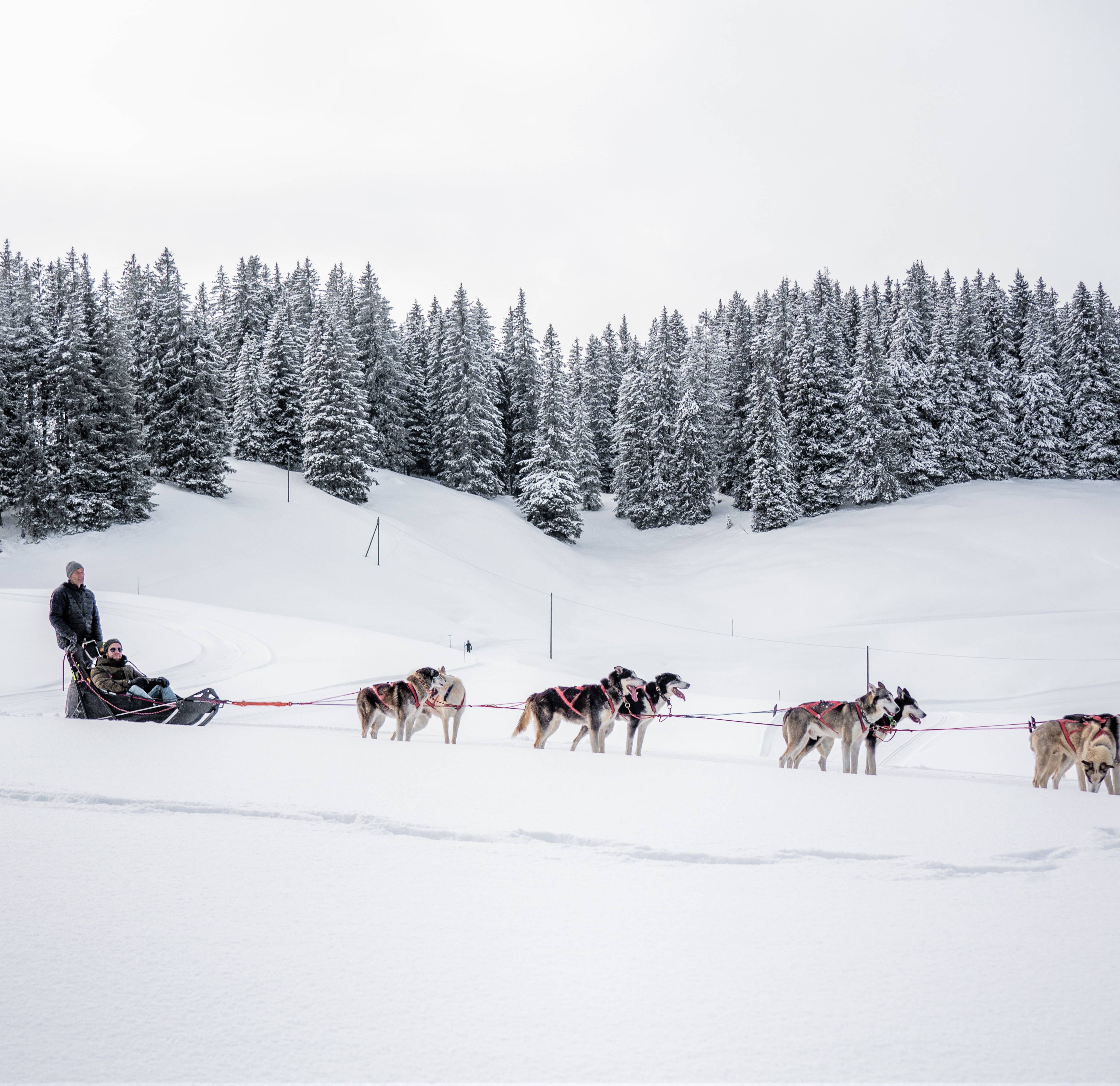 Ice skating & dog sledding: Even more winter fun & action in Gstaad - Hotel Gstaaderhof