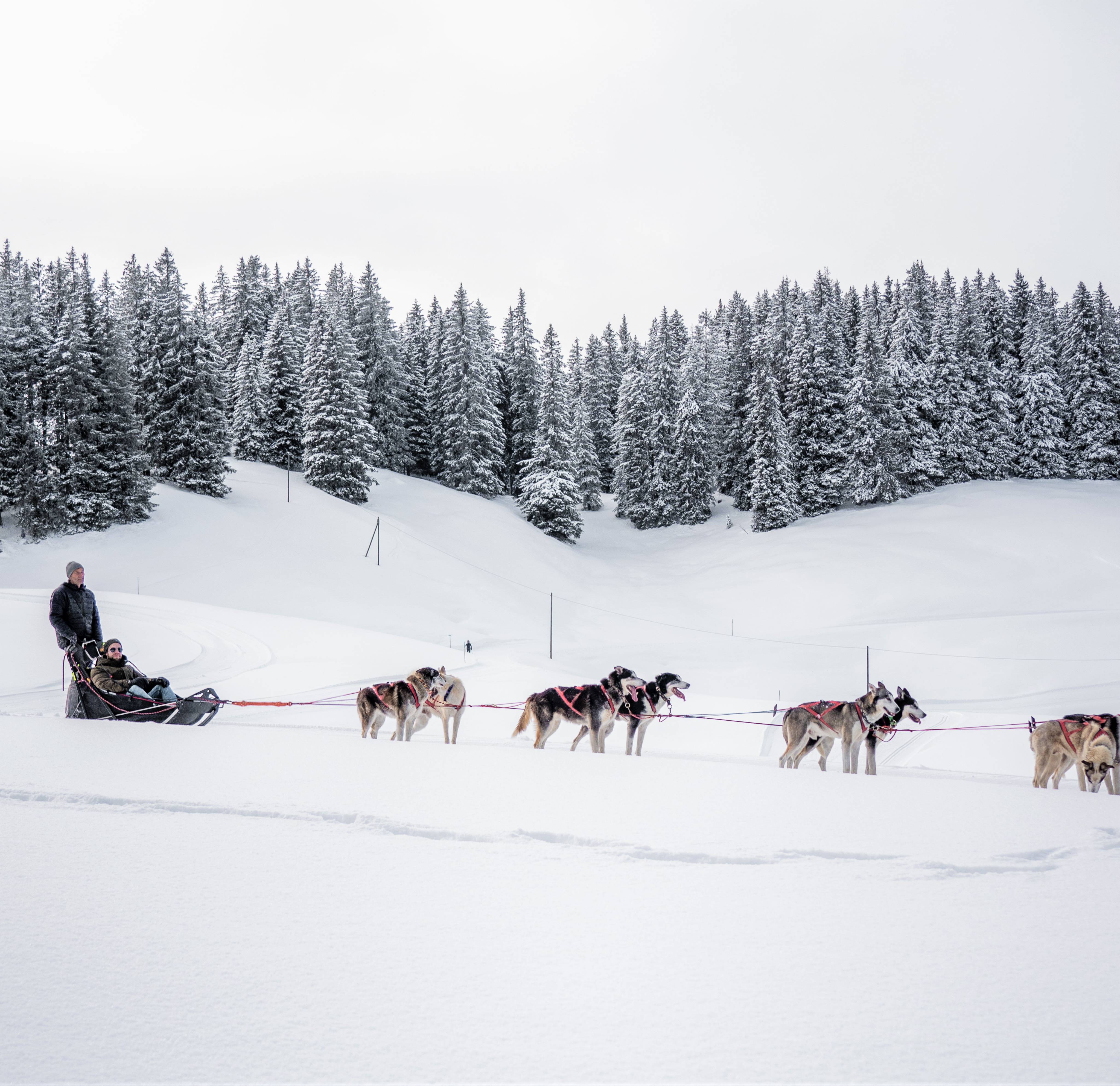 Patin à glace & traîneaux à chiens: Encore plus de plaisir & d'action en hiver à Gstaad - Hotel Gstaaderhof