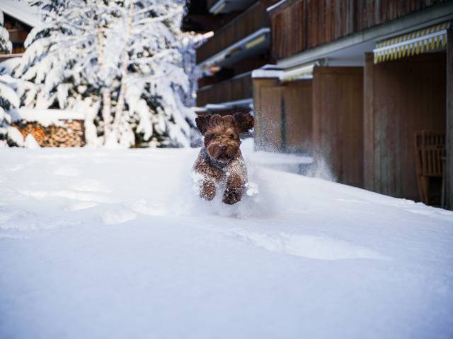 Hotelhund Lotta liebt Schnee